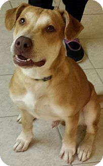 shiba inu boxer mix