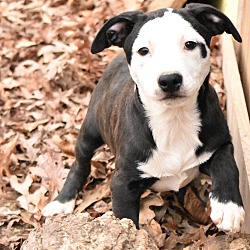 Thumbnail photo of Stella Pup ~meet me! #1