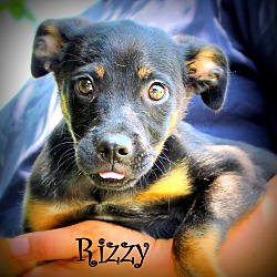 Thumbnail photo of Rizzy #2