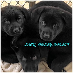 Photo of LACY, MOLLY, VIOLET