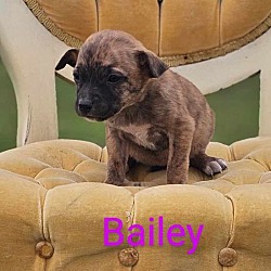Thumbnail photo of Bailey #2