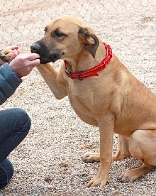 Kingman, Az - Great Dane Mastiff. Meet Froot Loop* Lilly A Pet For 