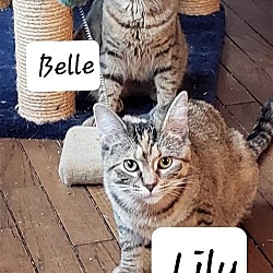 Photo of Lily & Belle (bonded pair)