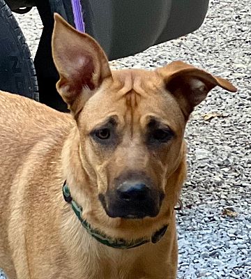 Roanoke, VA - German Shepherd Dog/American Pit Bull Terrier. Meet