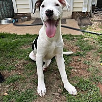 adopt a pet