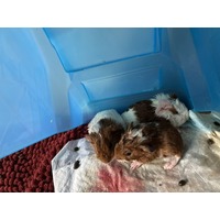 BERGAMOT - Guinea Pig available for adoption
