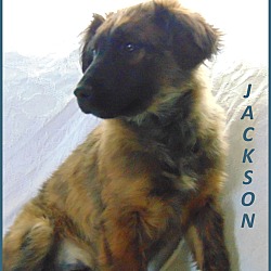 Thumbnail photo of Jackson- Adoption Pending #3