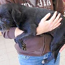 Thumbnail photo of Winnie-Adoption Pending #2