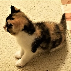 Thumbnail photo of ADOPTED!  Guinevere #2