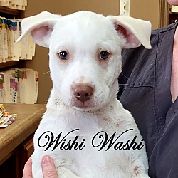 Thumbnail photo of Wishi Washi ~ meet me! #1