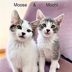 Photo of Moose and Mochi