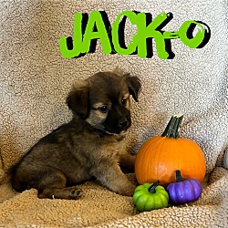 Thumbnail photo of Jack-O #2
