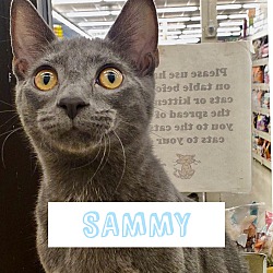 Thumbnail photo of Sammy #1