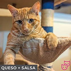 Thumbnail photo of Salsa (bonded with Queso) #3
