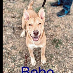 Thumbnail photo of Bebo #1
