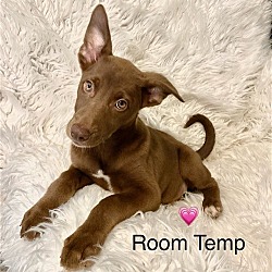 Thumbnail photo of Room Temp #3