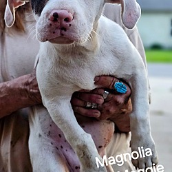 Thumbnail photo of Magnolia #4