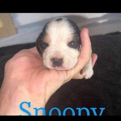 Thumbnail photo of Snoopy #1