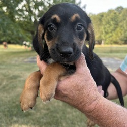 Thumbnail photo of Zephyr beagle #4