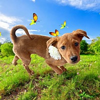 adopt a pet