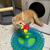 adopt a pet