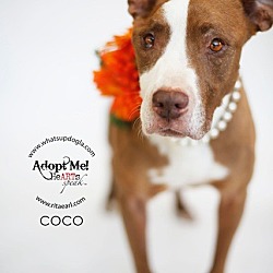 Thumbnail photo of Coco #2