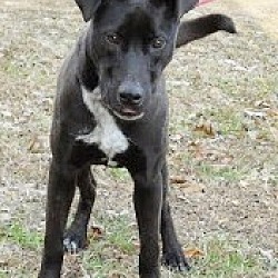 Thumbnail photo of Ivy- loveable lab mix #1