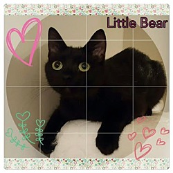 Thumbnail photo of Little Bear #2
