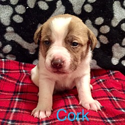 Thumbnail photo of Cork #1