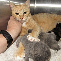 Thumbnail photo of Darcy & 5 kittens #1