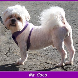 Thumbnail photo of Mr Coco #4