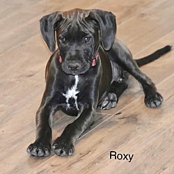 Thumbnail photo of ROXY #2