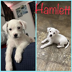 Photo of Hamlett