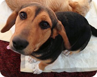 Walker, LA - Beagle. Meet ALLIE a Pet for Adoption.