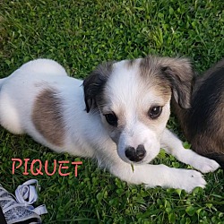 Thumbnail photo of Piquet #1