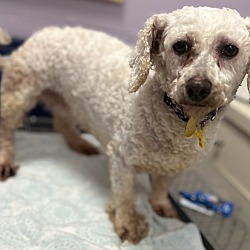 Photo of Millie-PUPPYMILL RESCUE