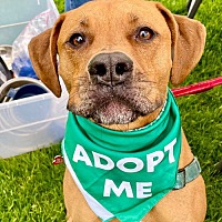 adopt a pet