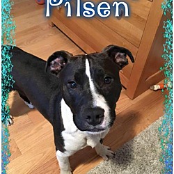 Thumbnail photo of Pilsen #2