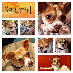 Thumbnail photo of Squirrel: Adoption Pending #3