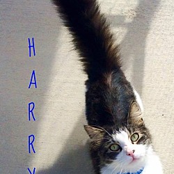 Thumbnail photo of Harry #2