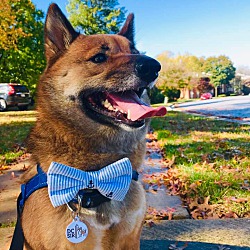 Dc Shiba Inu Rescue Dcsir In Manassas Virginia