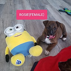 Photo of ROSIE