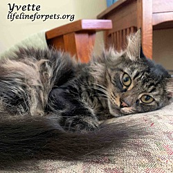 Photo of YVETTE