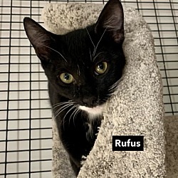 Thumbnail photo of Rufus #2