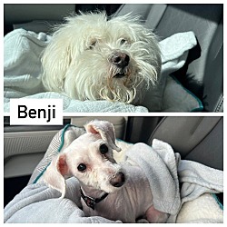 Photo of Benji