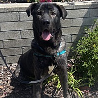 Zeus 52047451 @ Coronado