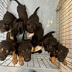 Thumbnail photo of Shepherd Puppies!! #2