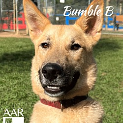 Thumbnail photo of Bumble B #2
