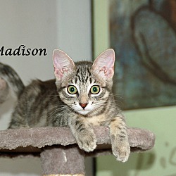 Thumbnail photo of MADISON #3