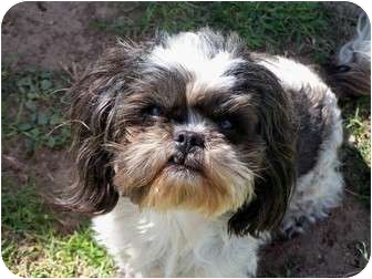 japanese chin maltese mix puppies for sale